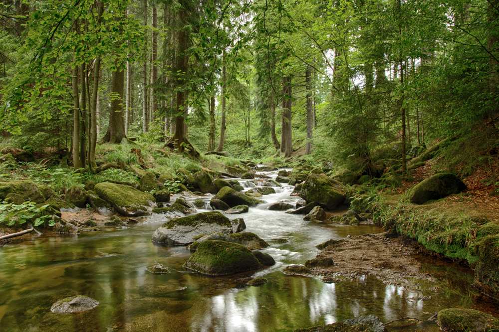 Stille im Wald