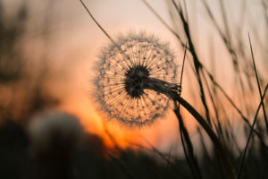 Individuelle Wünsche für die Trauerfeier abnehmen